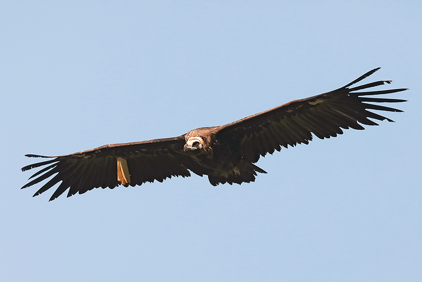 Avvoltoio monaco (Aegypius monachus)